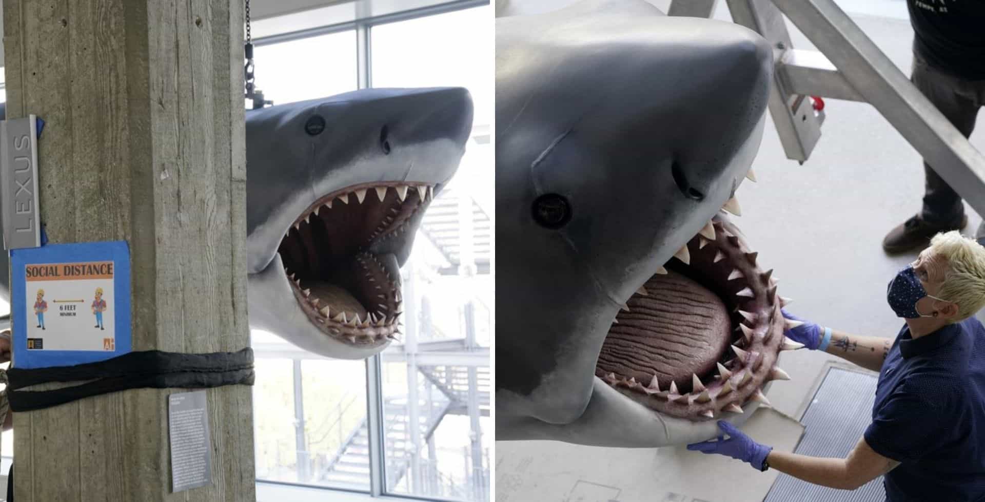 Bruce, el tiburón inspirado en la película 'Jaws', estará en exhibición en el Museo de la Academia de Cine