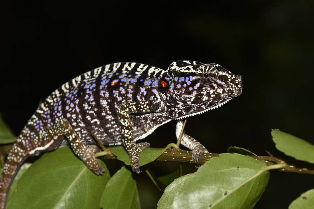 Científicos encontraron una especie de camaleón que no se veía desde hace 100 años