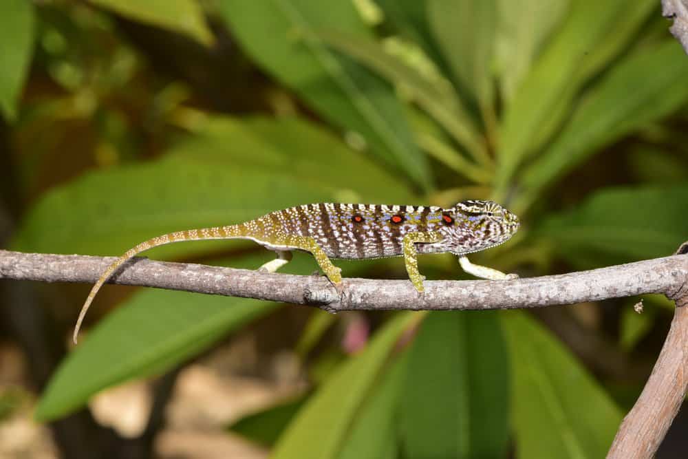 Científicos encontraron una especie de camaleón que no se veía desde hace 100 años