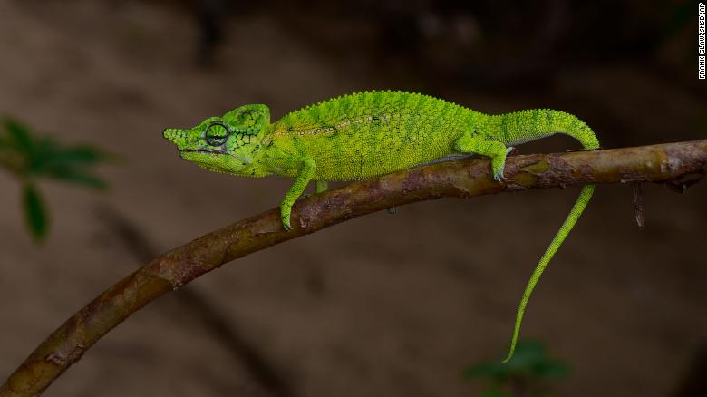 Científicos encontraron una especie de camaleón que no se veía desde hace 100 añosv