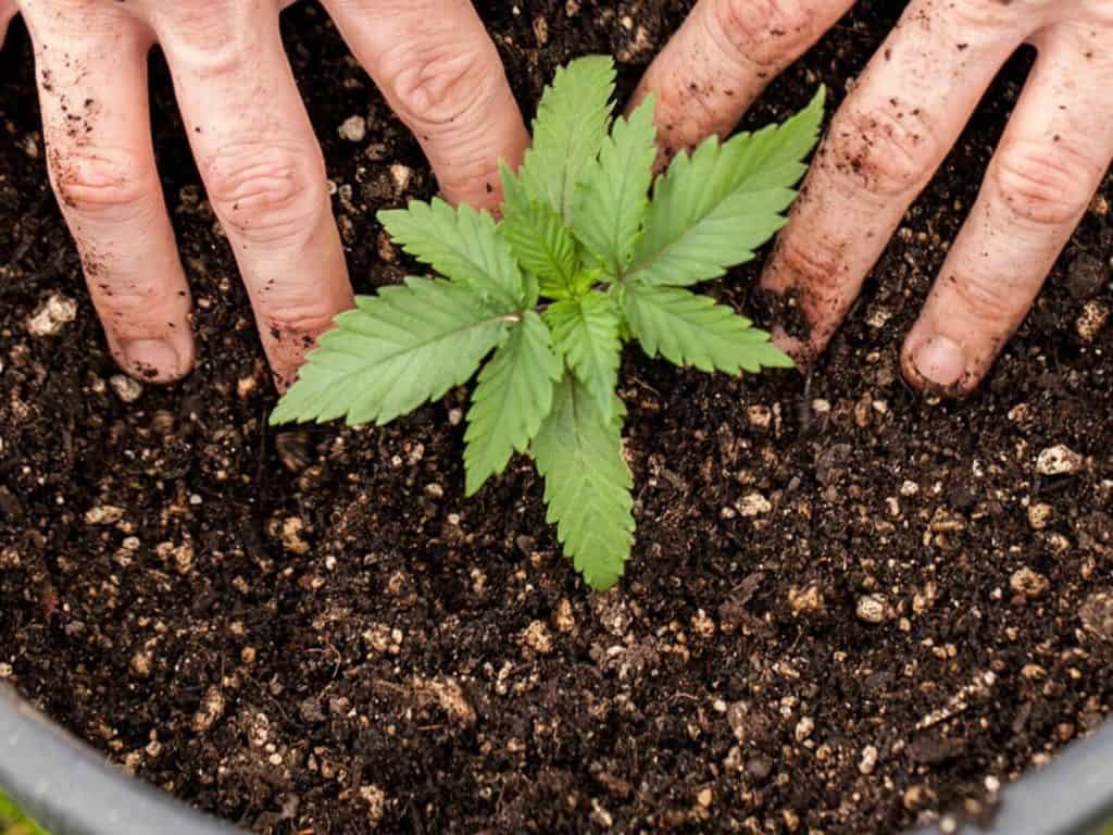 medicinal El gobierno argentino reglamentó el autocultivo de cannabis para uso medicinal y la venta de derivados en farmacias El gobierno argentino legaliza el autocultivo de cannabis para uso medicinal y la venta de derivados en farmacias