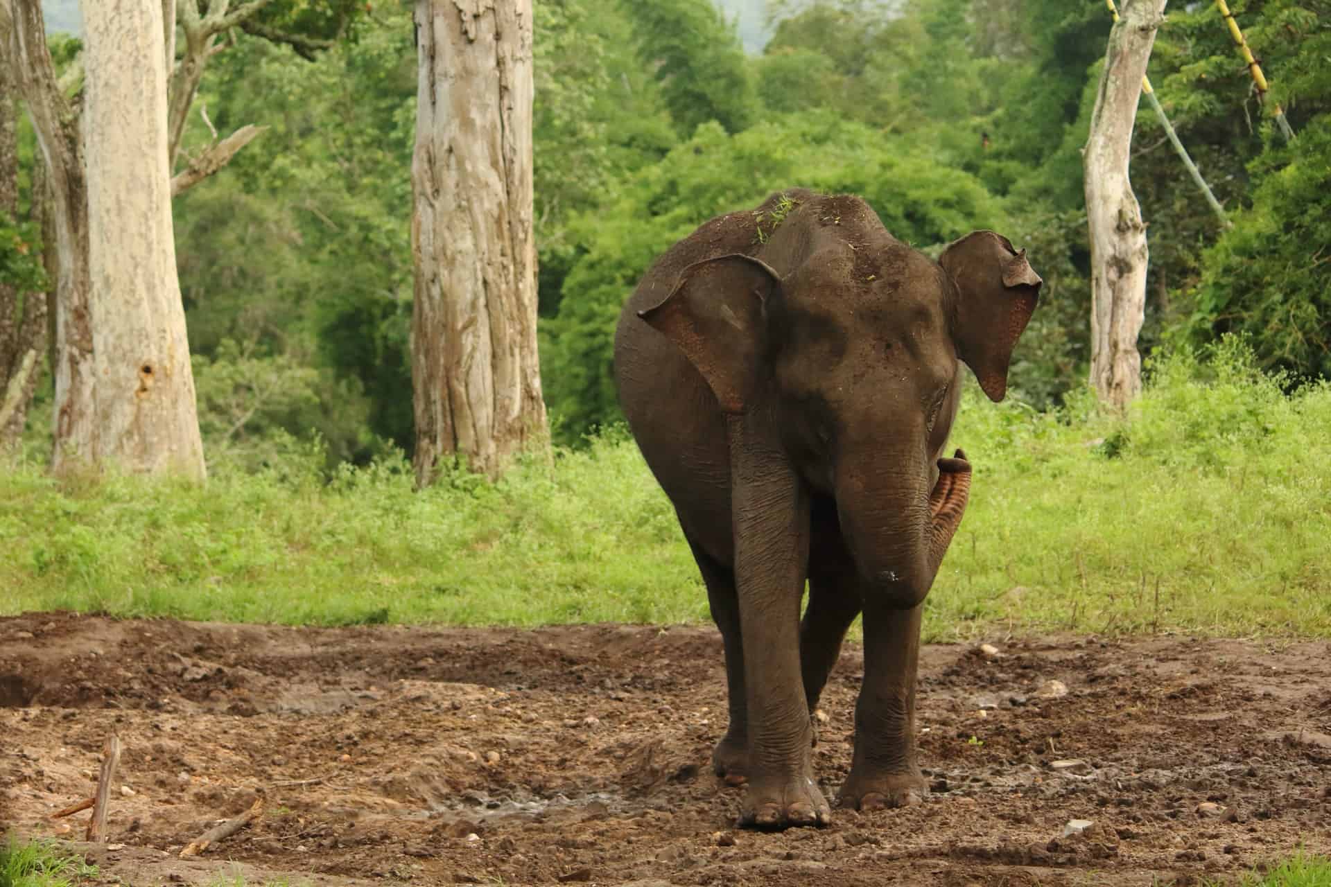 India: luego de más de 12 horas de trabajo lograron rescatar a un elefante que había caído en un pozo