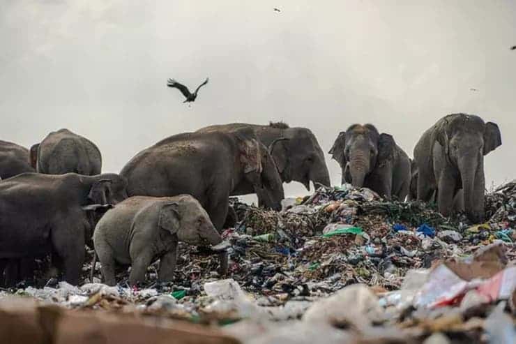 En Sri Lanka cavarán fosas alrededor de los basurales para intentar alejar a los elefantes