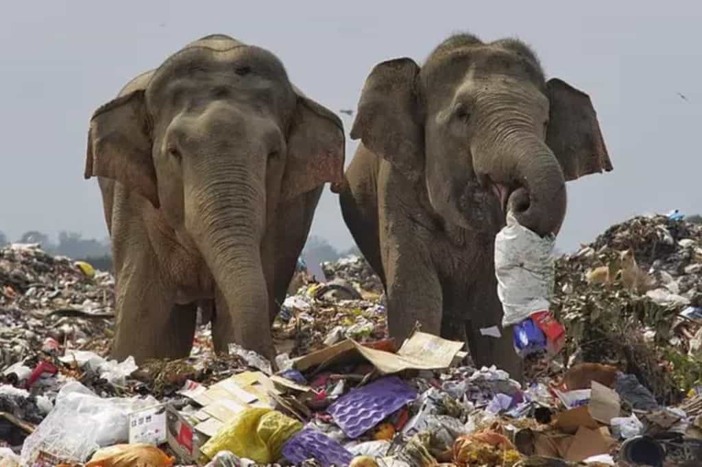 En Sri Lanka cavarán fosas alrededor de los basurales para intentar alejar a los elefantes