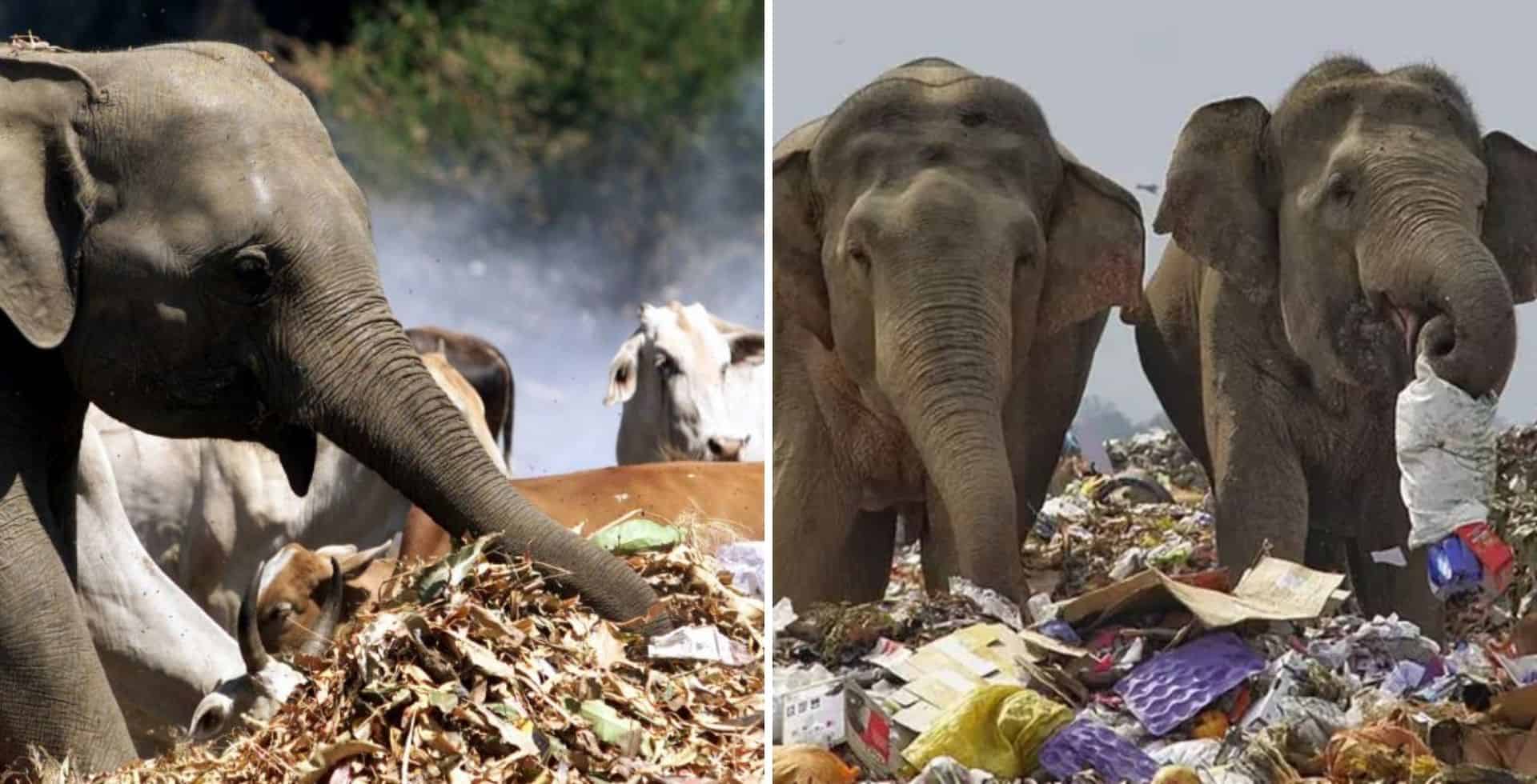 En Sri Lanka cavarán fosas alrededor de los basurales para intentar alejar a los elefantes