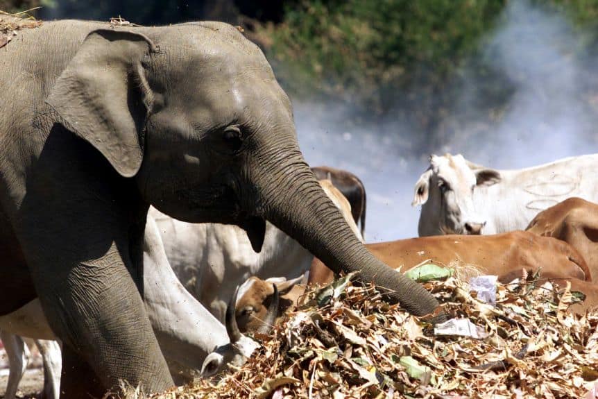 En Sri Lanka cavarán fosas alrededor de los basurales para intentar alejar a los elefantes