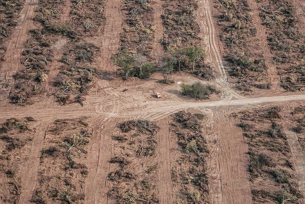 Greenpeace asegura que desde Marzo se deforestaron alrededor de 50000 hectáreas en el norte argentino