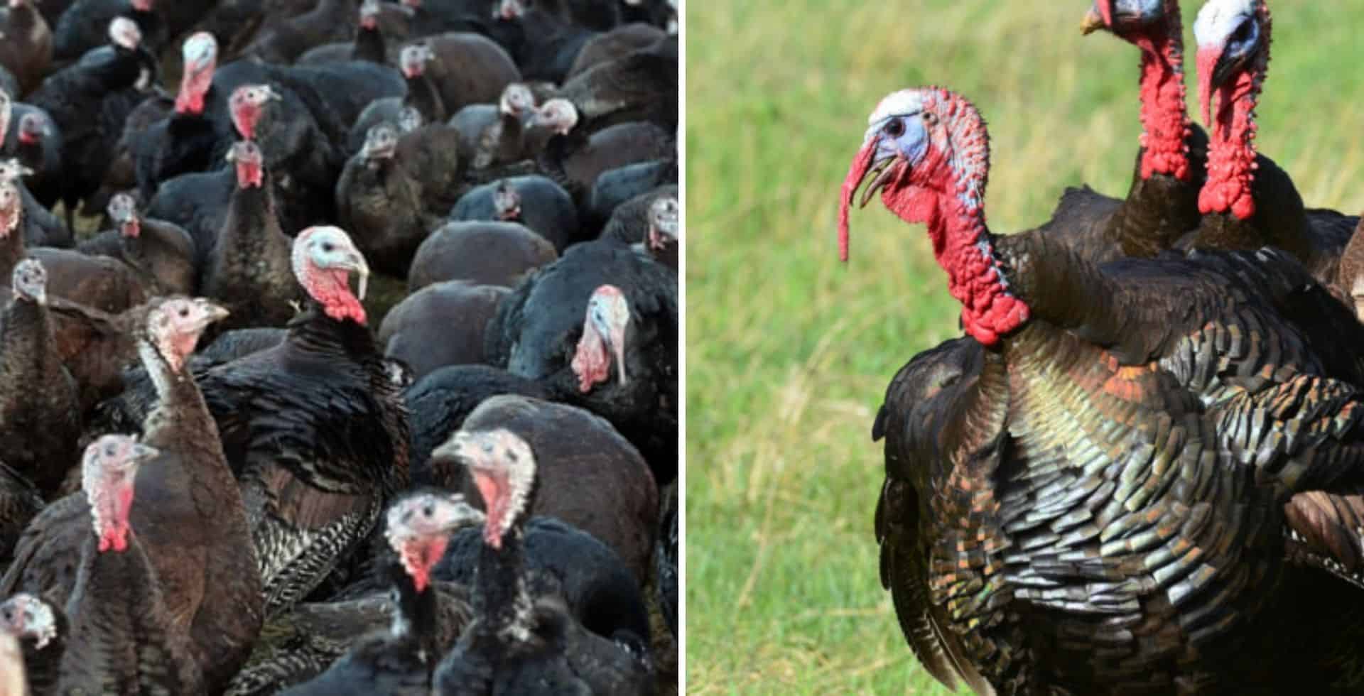 Reino Unido: sacrificarán a unas 10.000 aves como consecuencia de un brote de gripe aviar