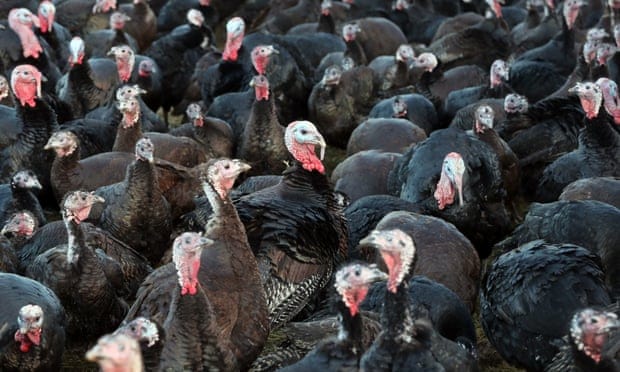 Reino Unido: sacrificarán a unas 10.000 aves como consecuencia de un brote de gripe aviar