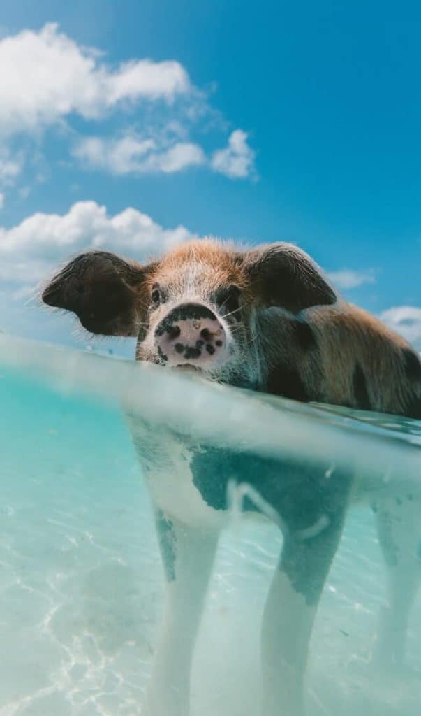 image pig beach jakob owens h8T1Wa4u7oU unsplash 1