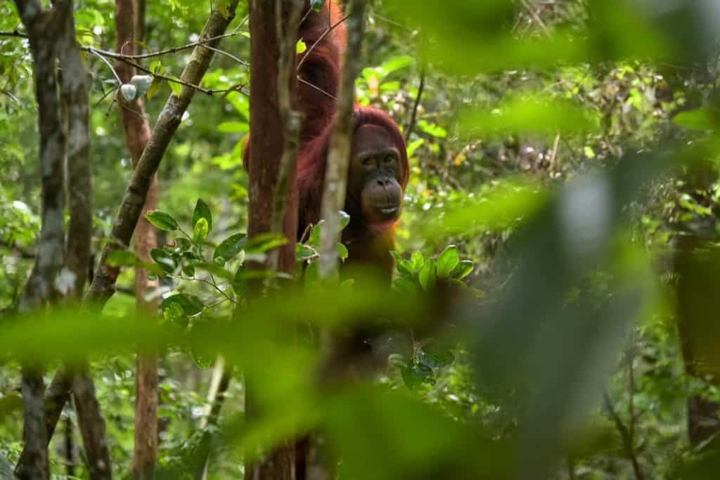 image Orangutanes en Borneo jorge franganillo we 21MvAhJY unsplash 1