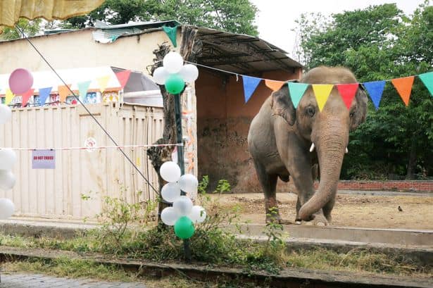 Kaavan, el 'elefante más solitario del mundo' ya está listo para vivir en el santuario de Camboya