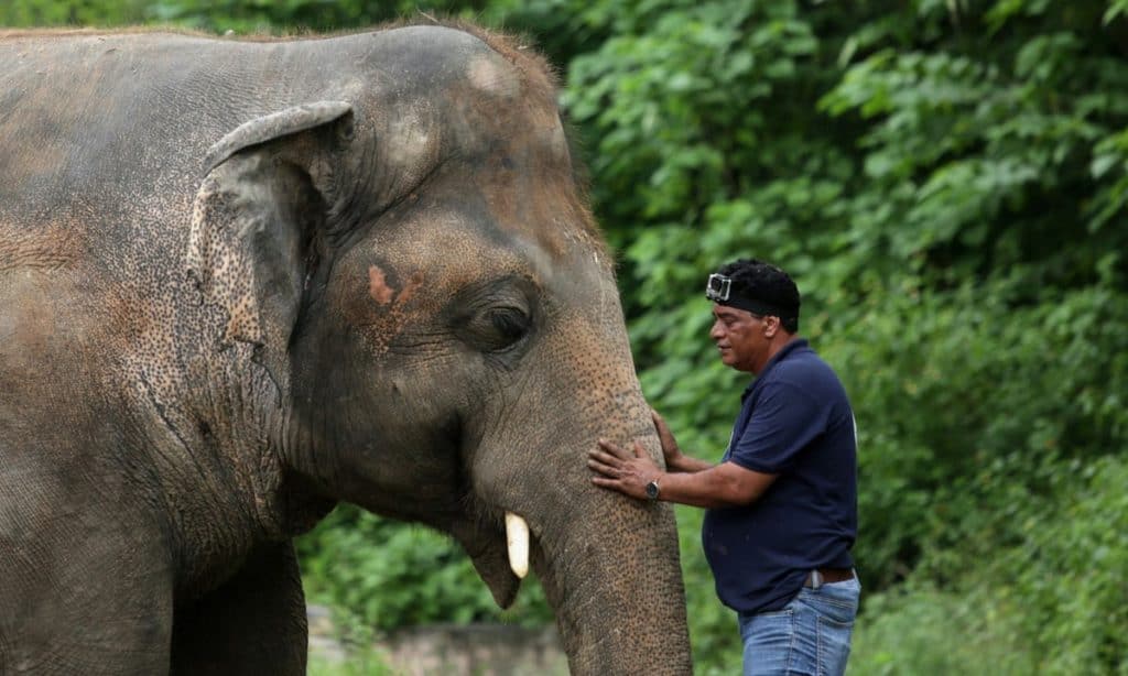 Kaavan, el 'elefante más solitario del mundo' ya está listo para vivir en el santuario de Camboya