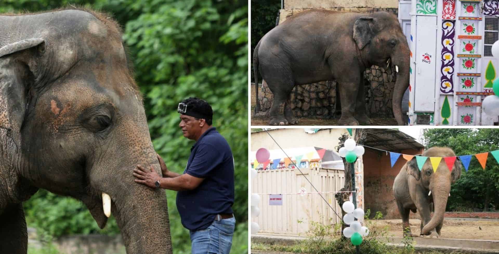 Kaavan, el 'elefante más solitario del mundo' ya está listo para vivir en el santuario de Camboya