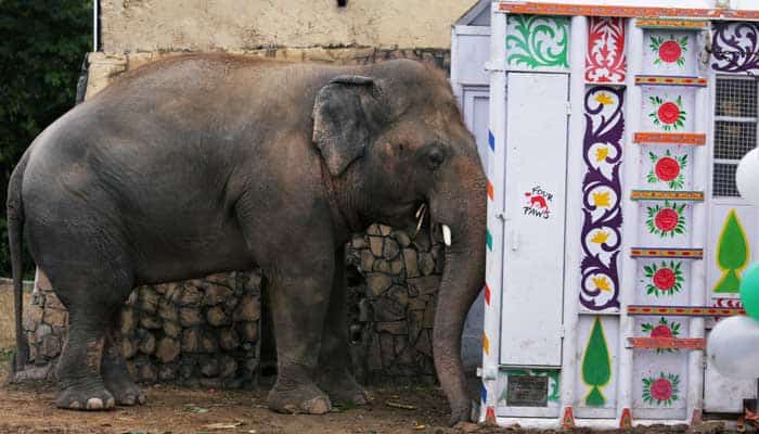 Kaavan, el 'elefante más solitario del mundo' ya está listo para vivir en el santuario de Camboya