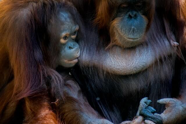 image Orangutanes en Borneo khamkhor NhDlHqPugKk unsplash 1