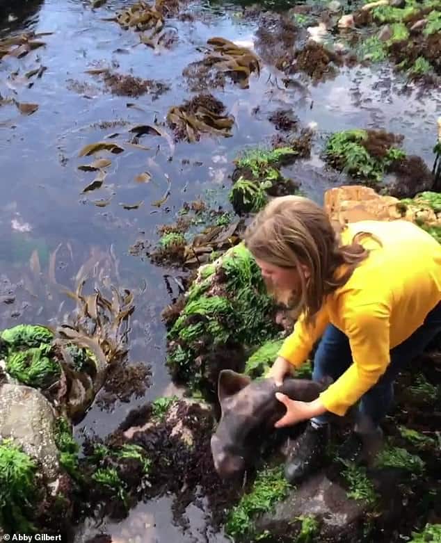 Australia: una niña de 11 años rescató a un tiburón en Tasmania