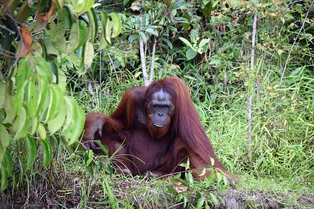 image Orangutanes en Borneo orang utan 3712512 640 1