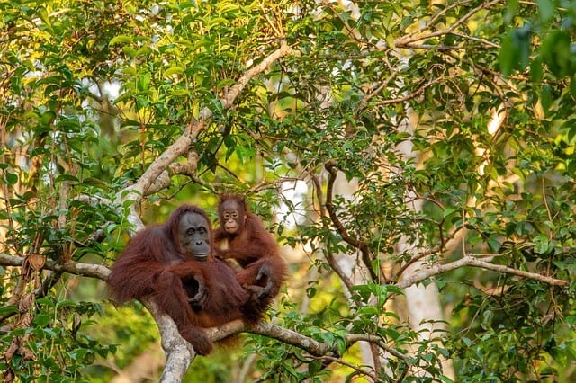 image Orangutanes en Borneo orangutan 3985939 640 1