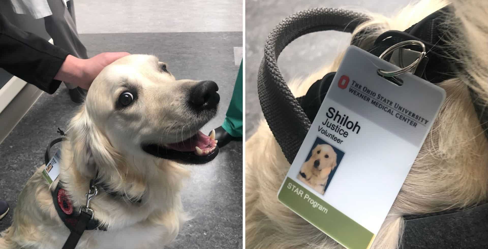 Un hospital de Ohio contrató a un perro para ayudar a levantarle el ánimo a las personas que trabajan allí