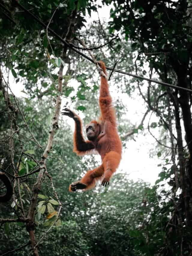 image Orangutanes en Borneo pexels pat whelen 4542636 1