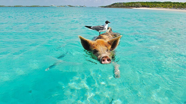 image pig beach pig 2351252 640 1