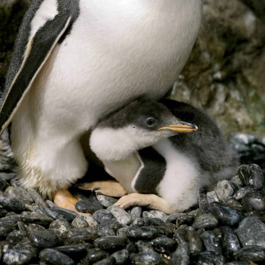 Australia: esta pareja de pingüinos machos le dio la bienvenida a su segunda cría