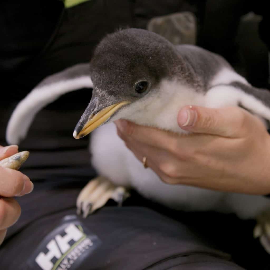 Australia: esta pareja de pingüinos machos le dio la bienvenida a su segunda cría