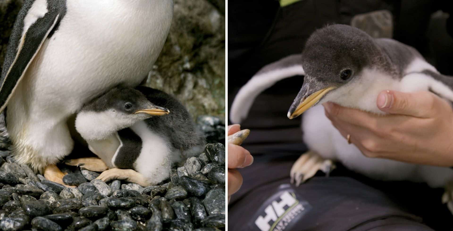 Australia: esta pareja de pingüinos machos le dio la bienvenida a su segunda cría