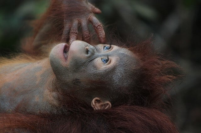 image Orangutanes en Borneo wildlife 3085394 640 1