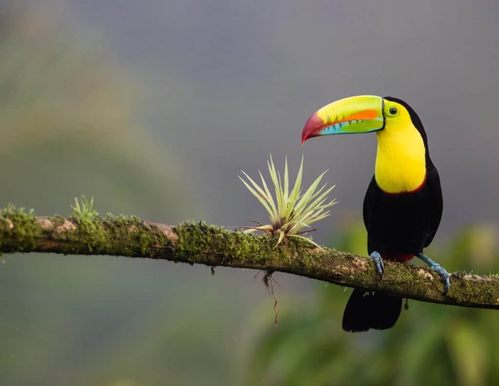 Costa Rica propone a sus turistas disminuir su huella de carbono y contribuir con la economía verde