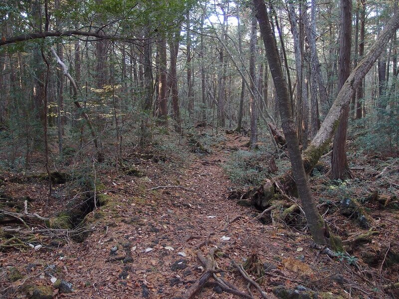 image bosques más tenebrosos del mundo 10863296864 6b5b0e92aa c 2