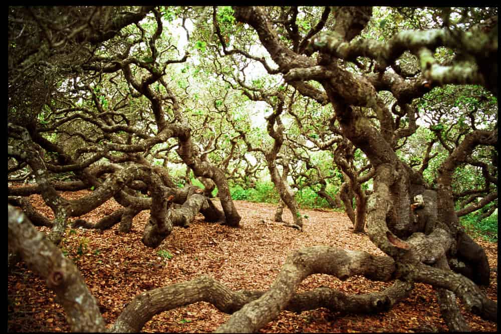 image bosques más tenebrosos del mundo 2452428819 167a350438 k 1