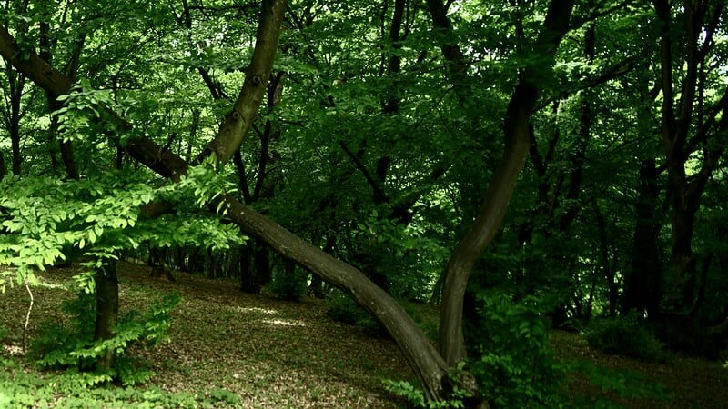 image bosques más tenebrosos del mundo 26774453620 96322ffed9 c 1