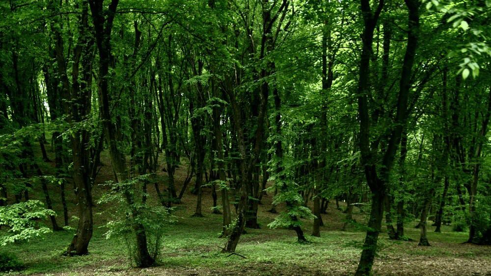 image bosques más tenebrosos del mundo 26980410251 2bbf32d9d7 k 1 1