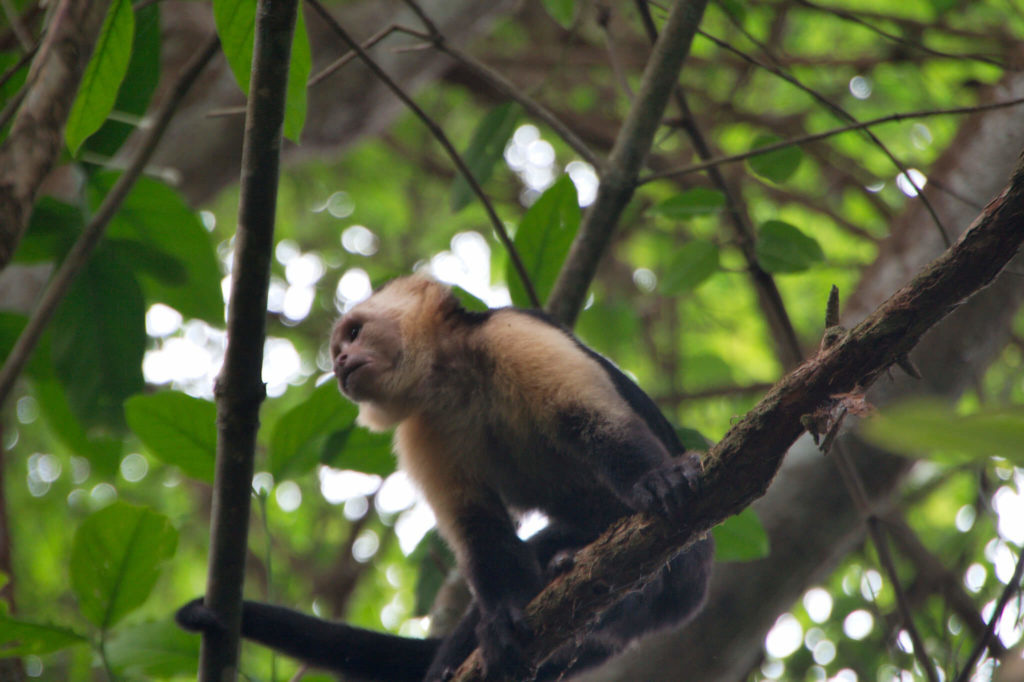 buraco azul Viajes Península de Osa