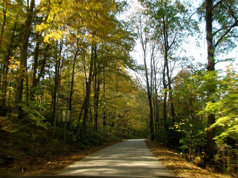 image bosques más tenebrosos del mundo 3990095426 7d706a027c c 1