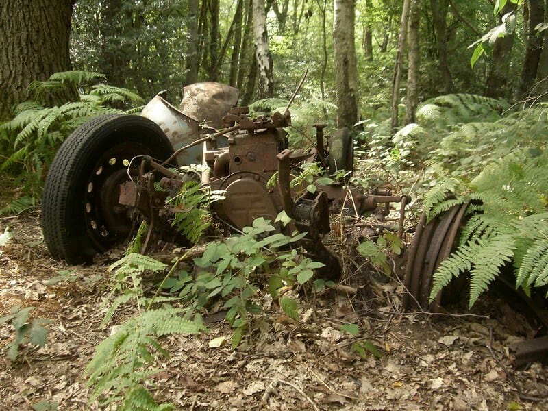 image bosques más tenebrosos del mundo 5994228367 e9e90eb396 c 1