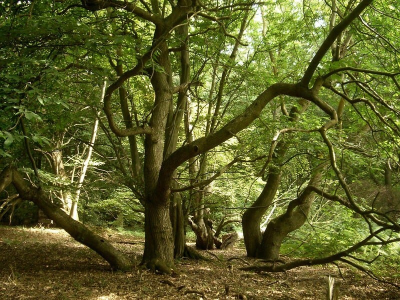 image bosques más tenebrosos del mundo 5994781406 2d1631b288 c 1