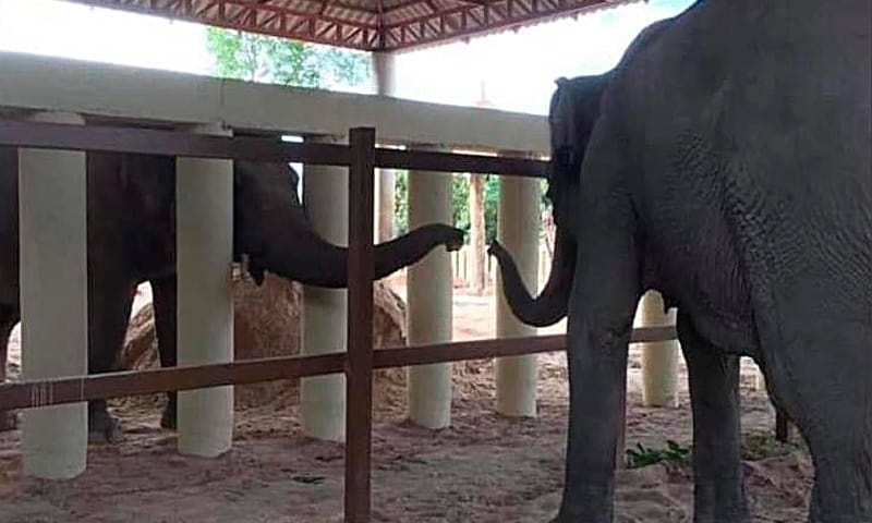 elefante más solo del mundo