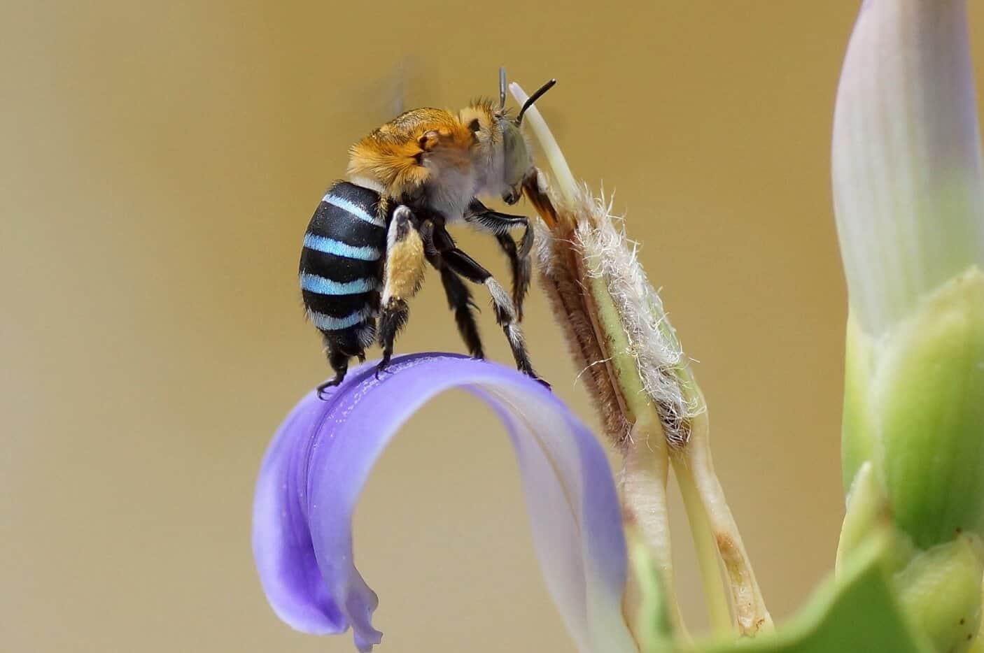 abejas azules