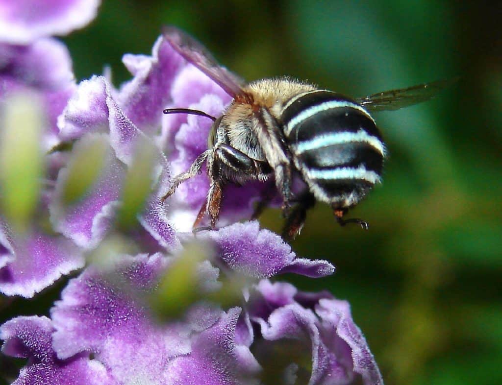 abejas azules