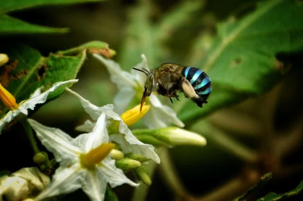 abeja azul