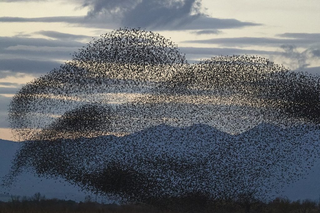 image estorninos Este fotografo registra desde 2017 las bandadas de estorninos por Europa y las increibles formas que crean en el cielo 6