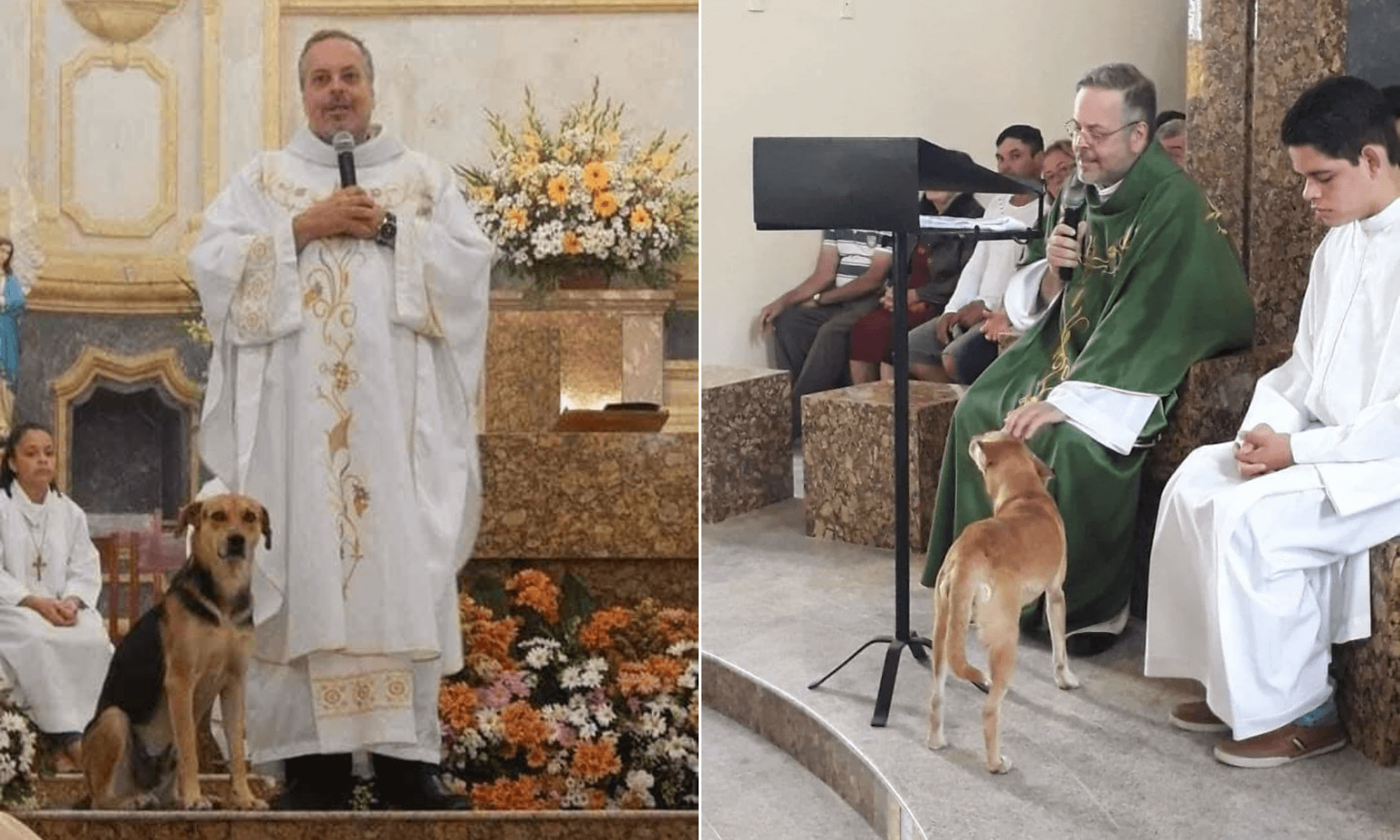 Este sacerdote brasileño lleva perros abandonados a la parroquia para que sean adoptados durante las misas 1