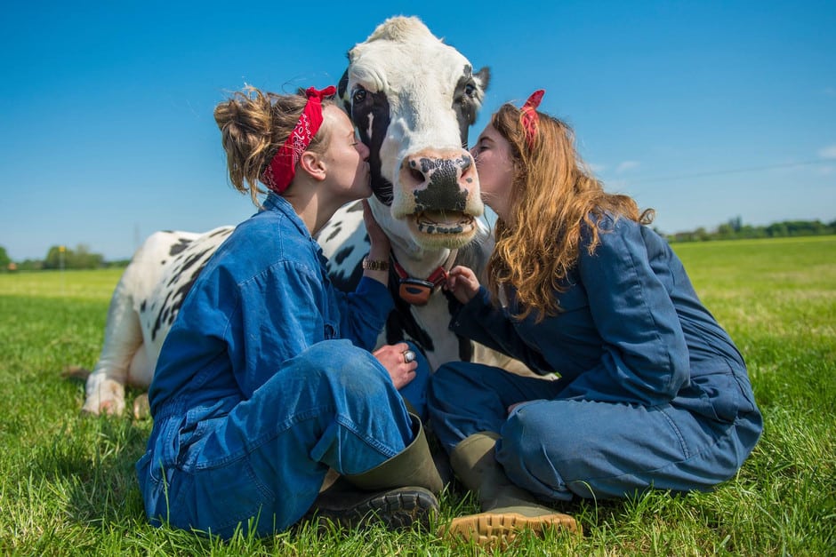 Koe knuffelen: la nueva tendencia holandesa de acariciar vacas que ayuda a liberar altas cantidades de oxitocina