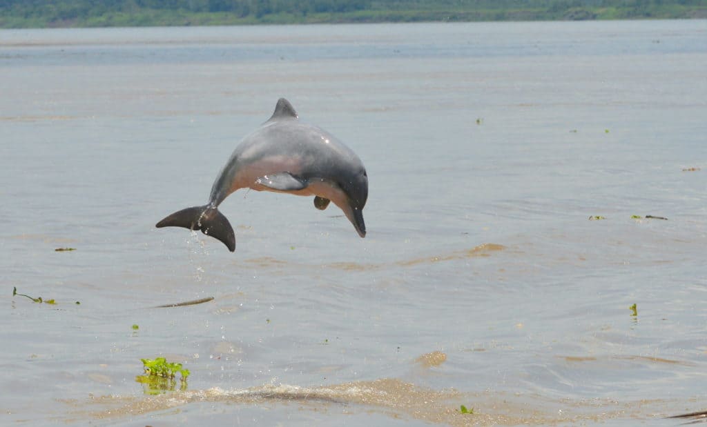 Se actualizó la lista roja de animales en peligro y reveló que se han extinguido 31 especies