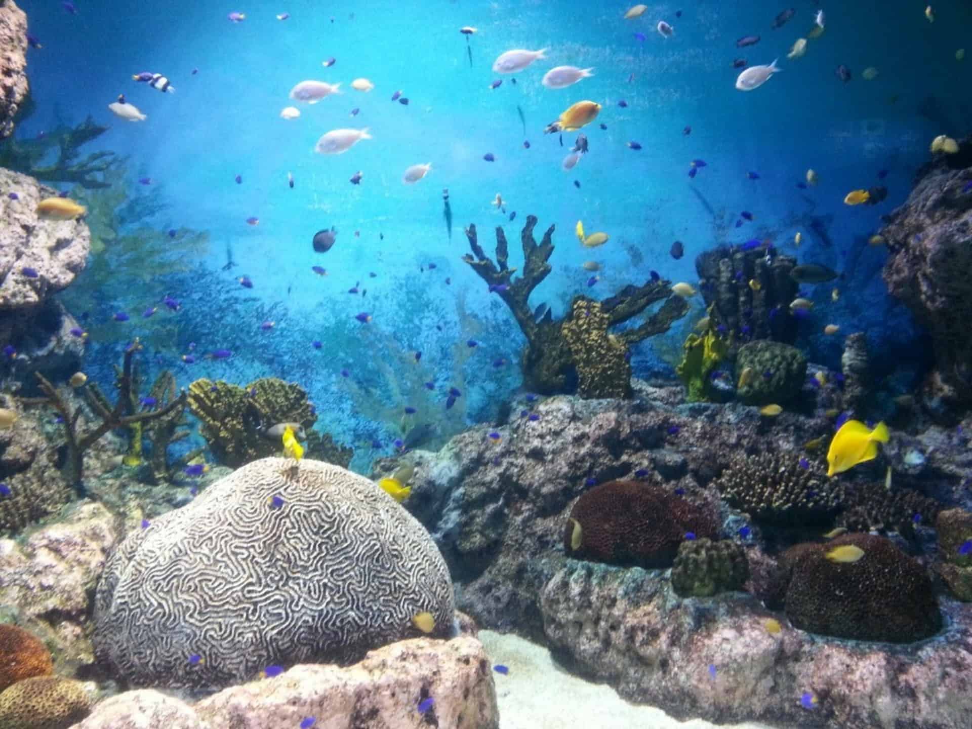 Australia: un estudio reveló que la Gran Barrera de Coral se encuentra en estado crítico