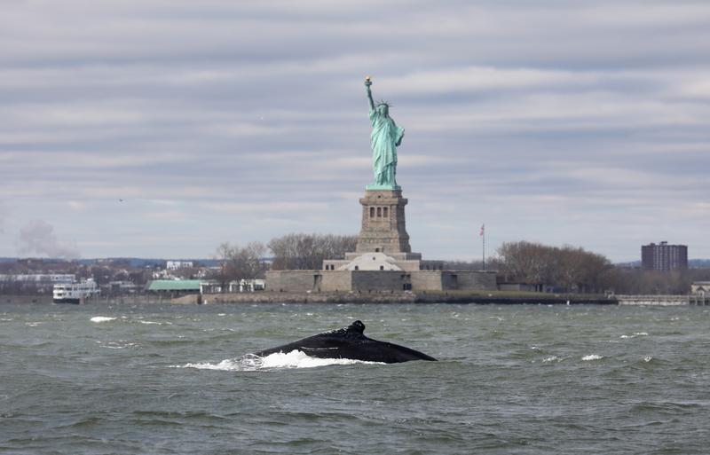 Estados Unidos: una ballena jorobada fue vista nadando cerca de la Estatua de la Libertad, en Nueva York