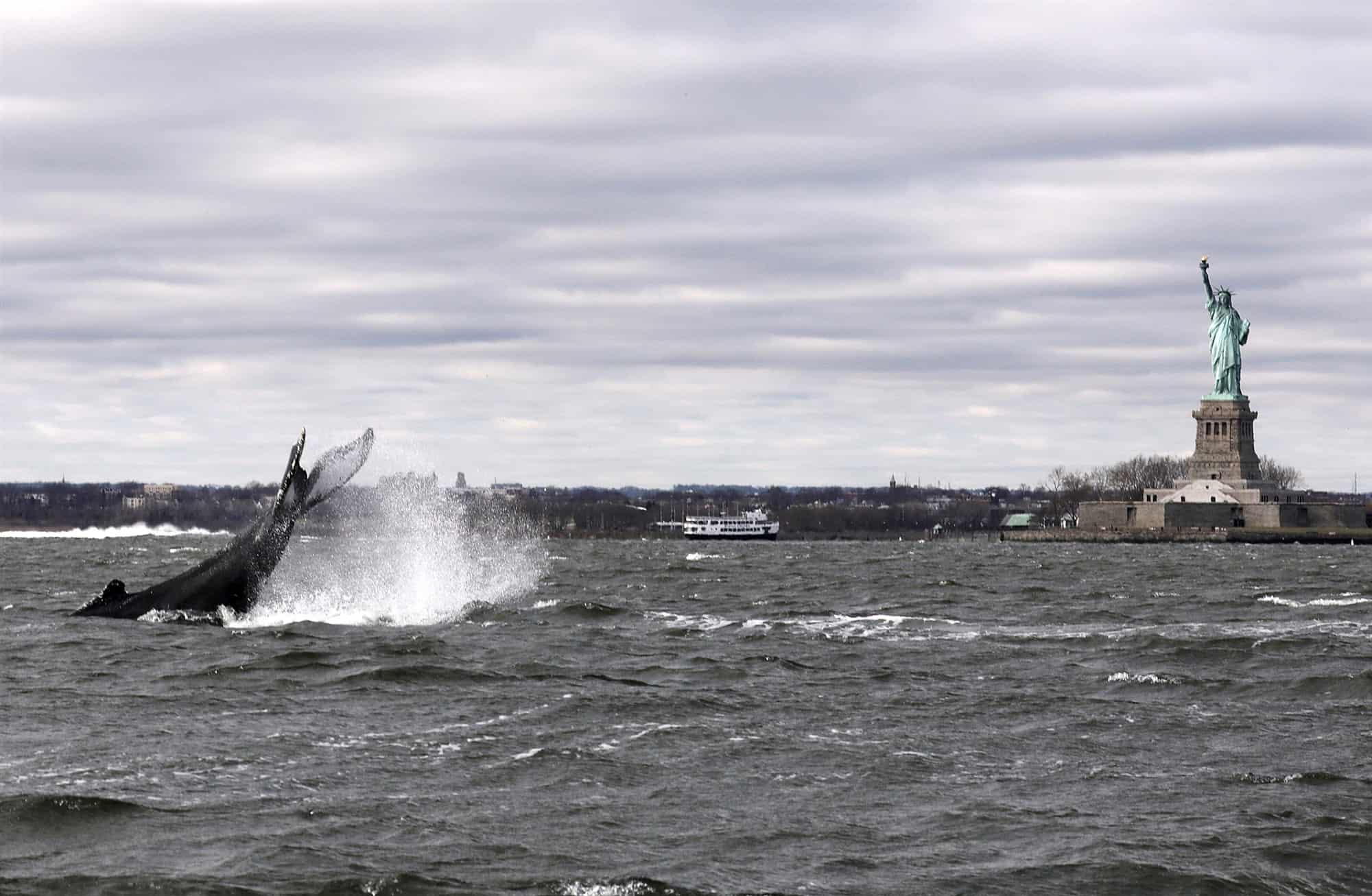 Estados Unidos: una ballena jorobada fue vista nadando cerca de la Estatua de la Libertad, en Nueva York